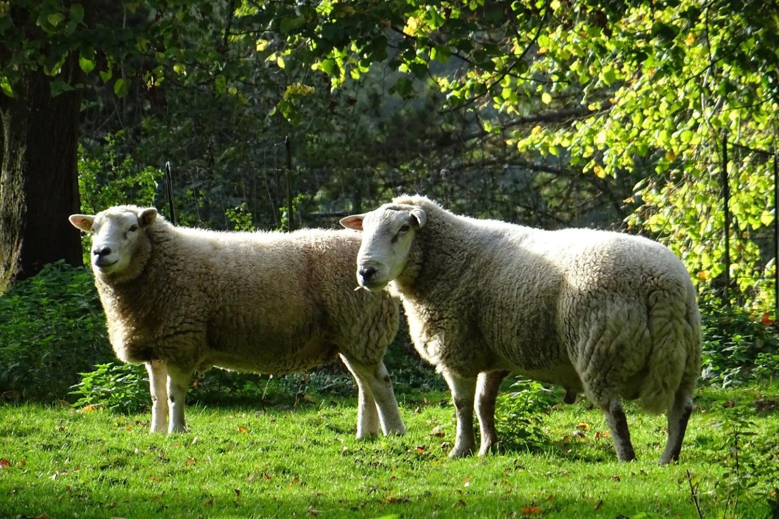 Aux Bois Dores De La Ferme De Sorval, Animaux De La Ferme, Fitness Selvigny المظهر الخارجي الصورة